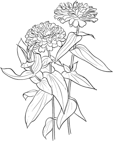 Zinnia elegans coloring page flower drawing flower coloring pages zinnias