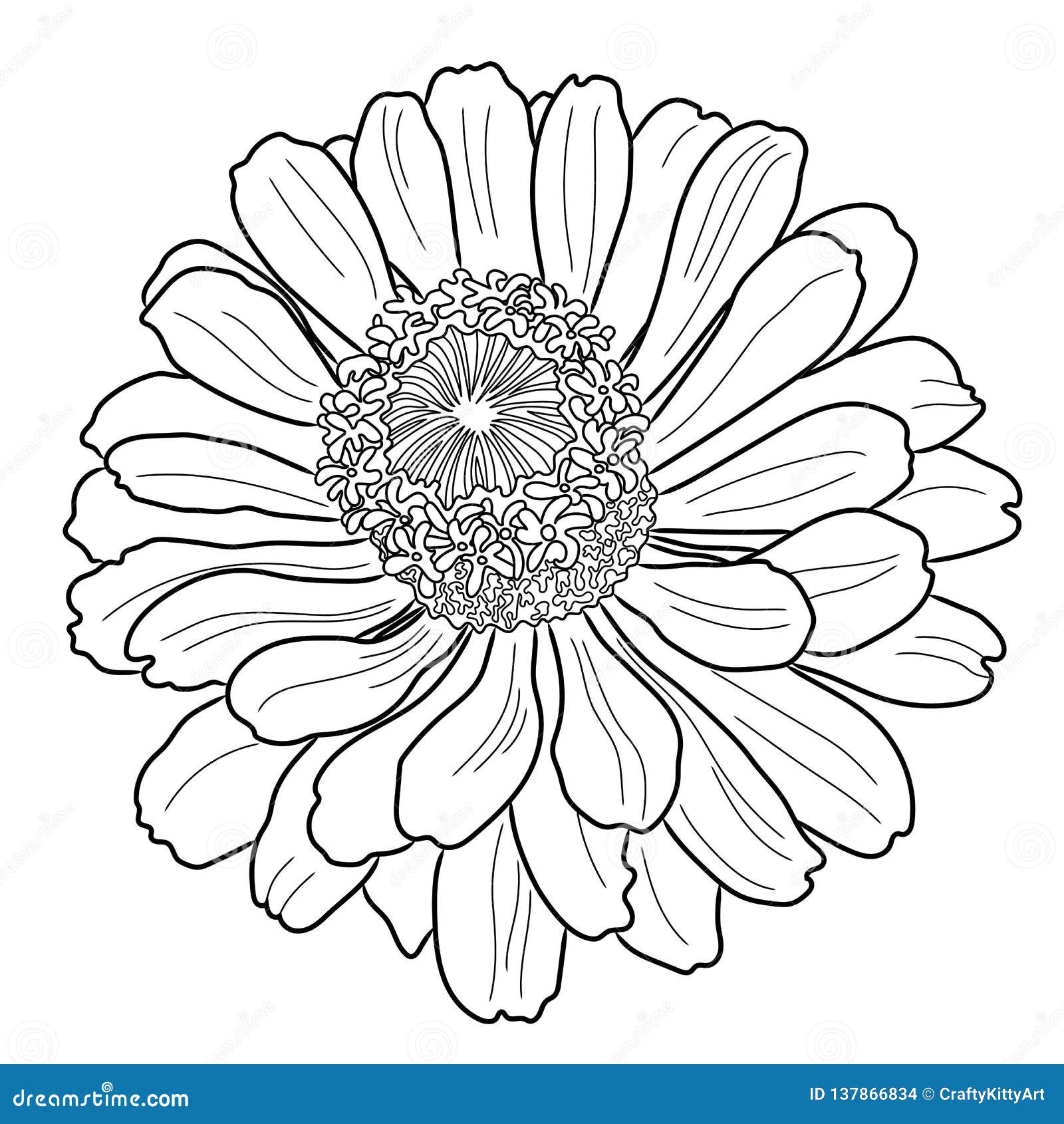 Zinnia flower coloring page stock vector