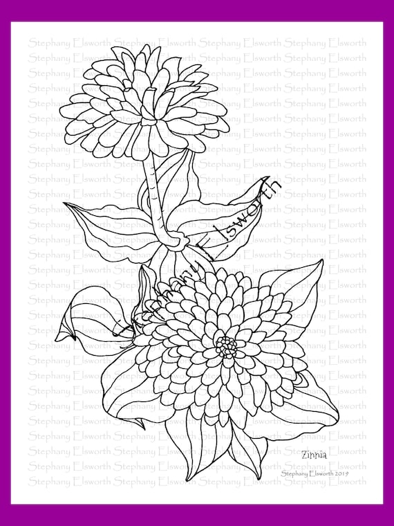 Zinnia flowers x printable instant download coloring page