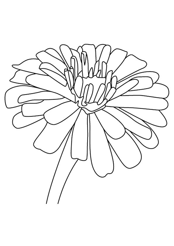 Free printable the camellia coloring picture assignment sheets pictures for child