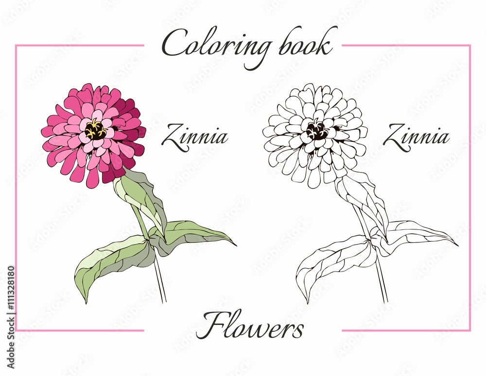 Coloring book with beautiful zinnia flower cartoon vector illustration for children education vector