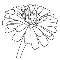 Coloring pages zinnia coloring pages