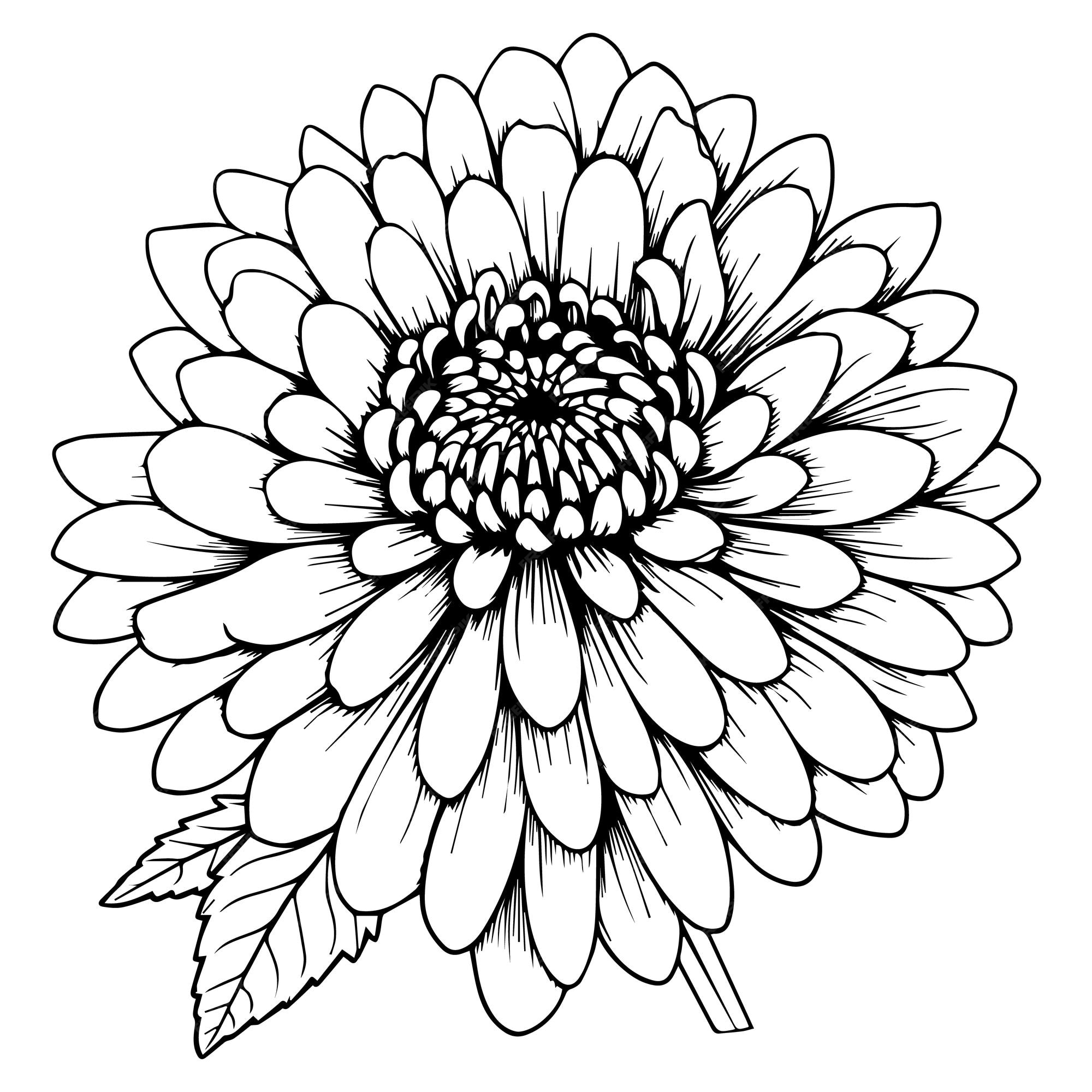Premium vector zinnia flower linea rt coloring page vector illustration