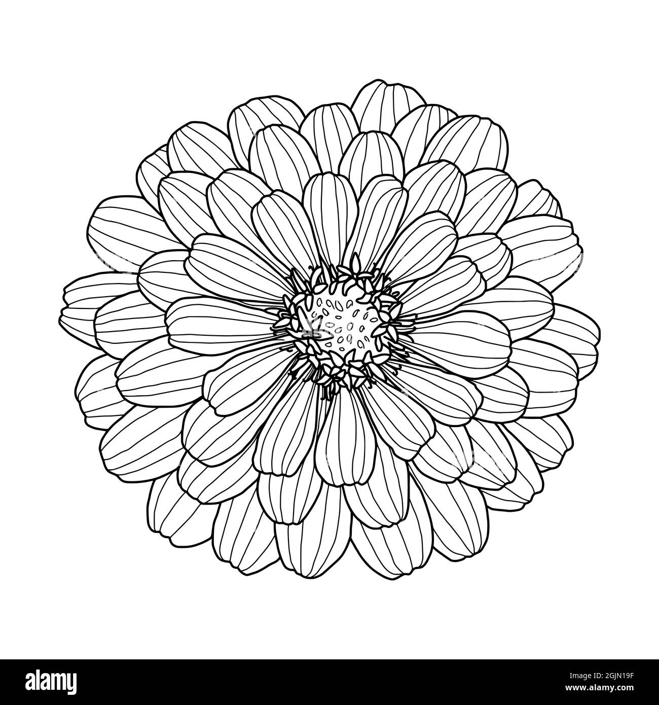 Hand drawing of zinnia flower head isolated on white background element for design in line art style for greeting card wedding invitation coloring book vector illustration stock vector image art