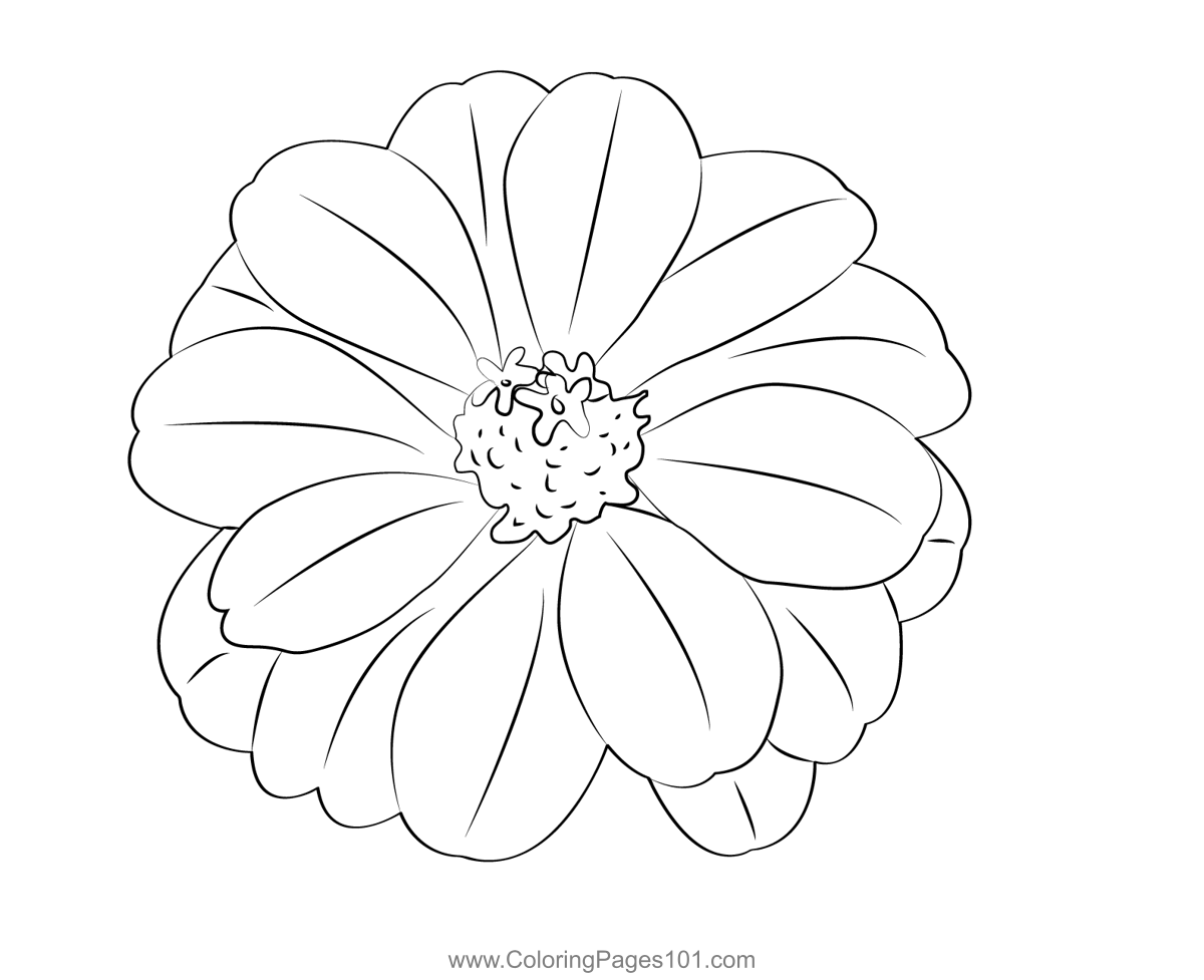 Zinnia flower coloring page for kids