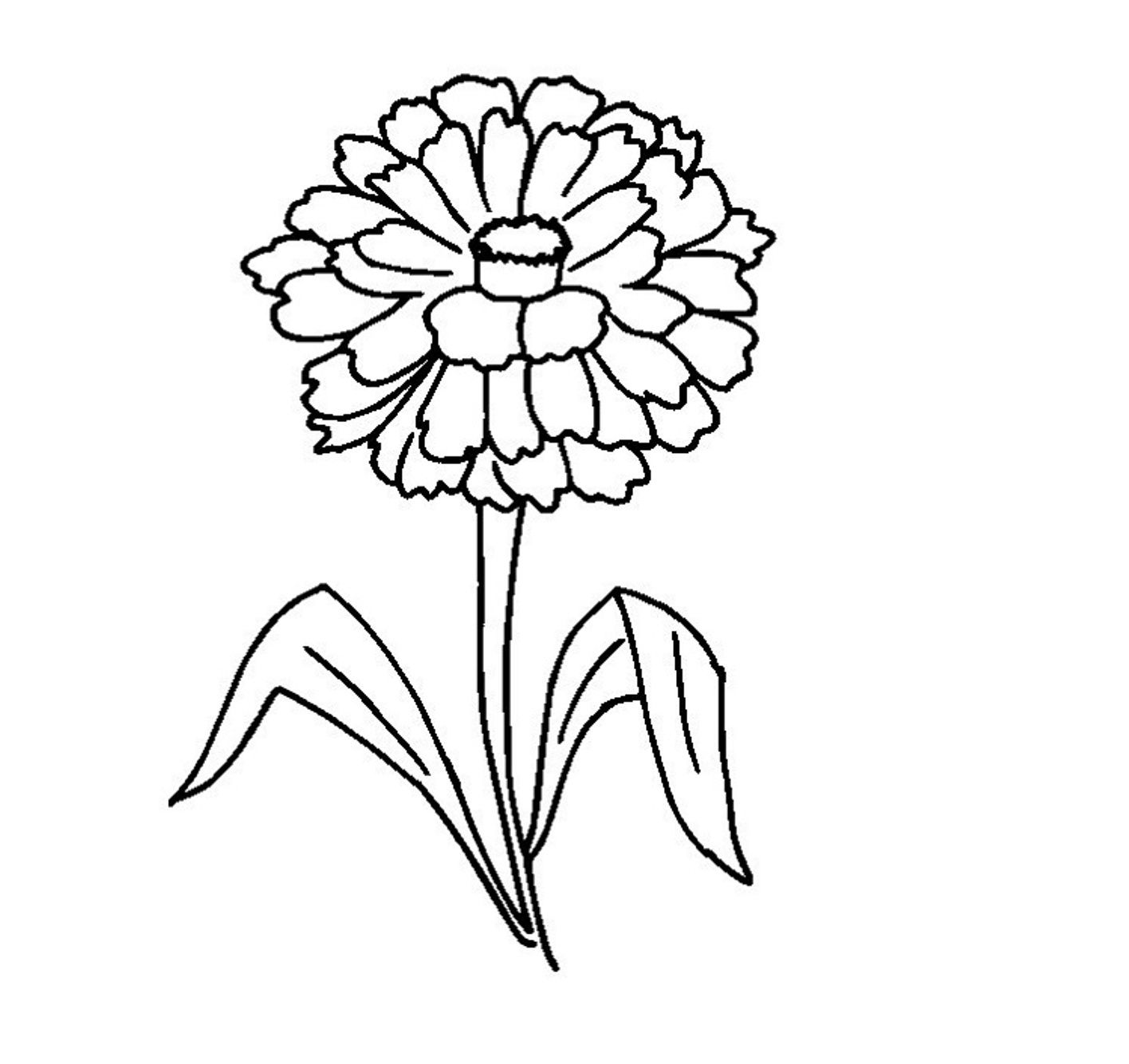 Zinnia coloring pages