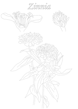 Zinnia coloring page and botanical description card by jeanne myhill