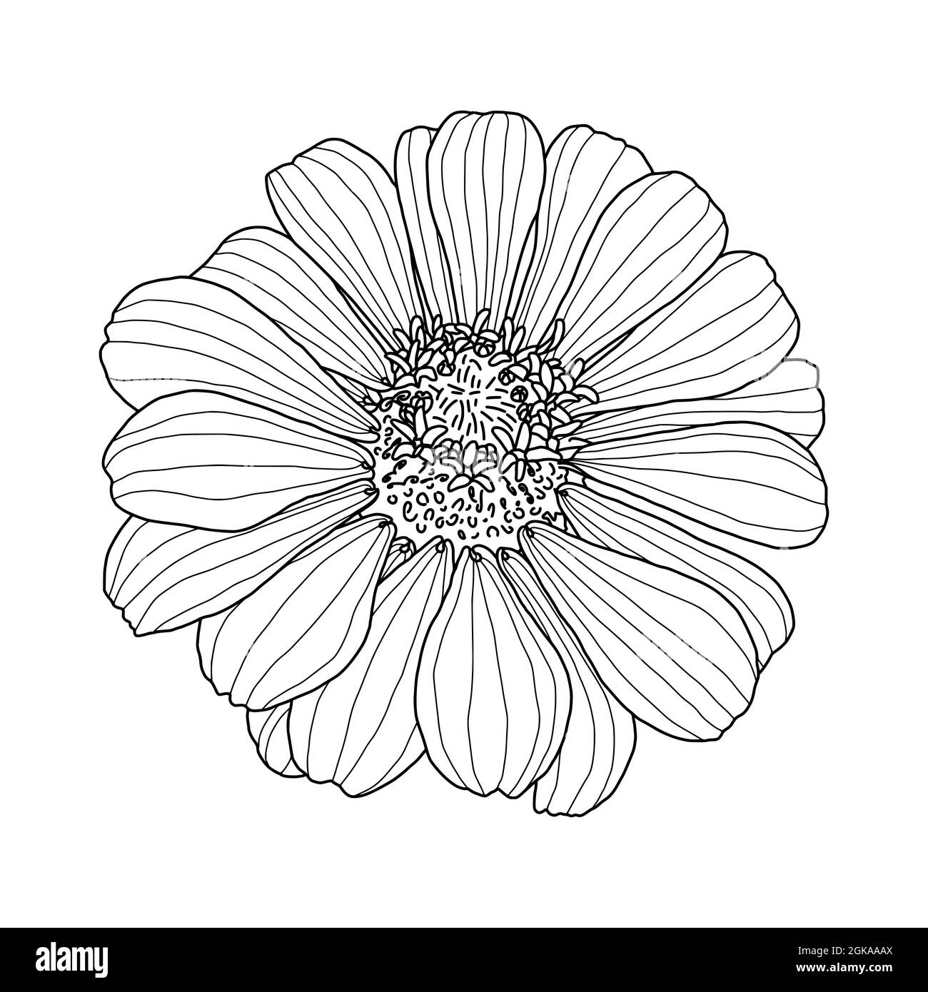 Line black and white graphic drawing of zinnia flower head isolated on white background element for design in line art style for greeting card wedding invitation coloring book vector illustration stock vector