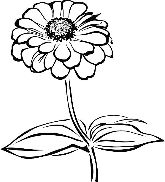 Zinnia stock illustration