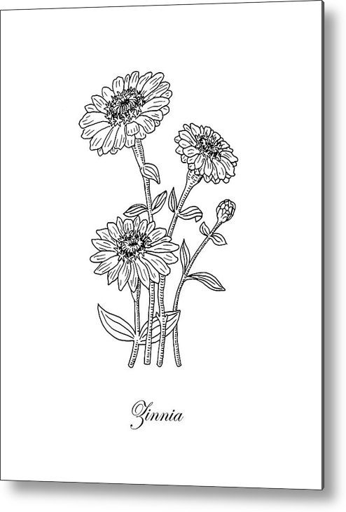 Zinnia flower botanical drawing metal print by irina sztukowski