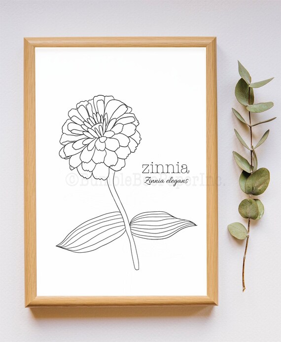 Zinnia zinnia elegans flower coloring pagewall art instant download
