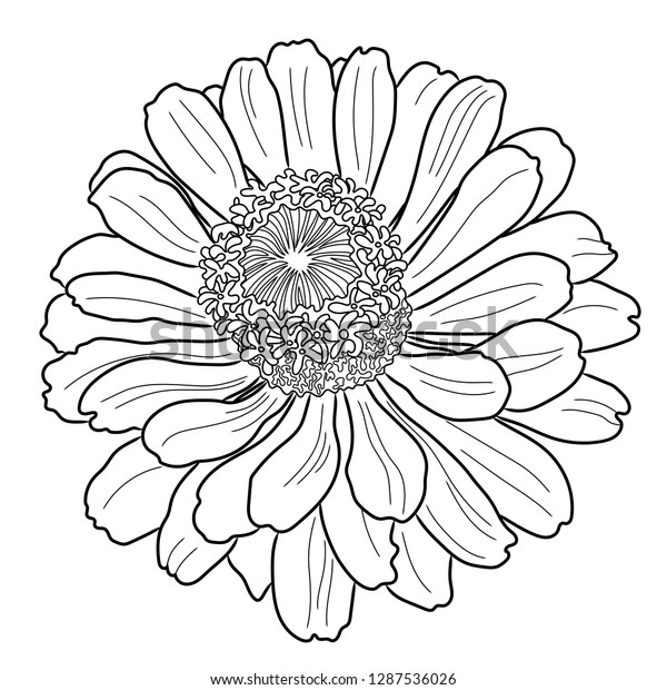 Coloring page adult coloring book zinnia stock vector royalty free