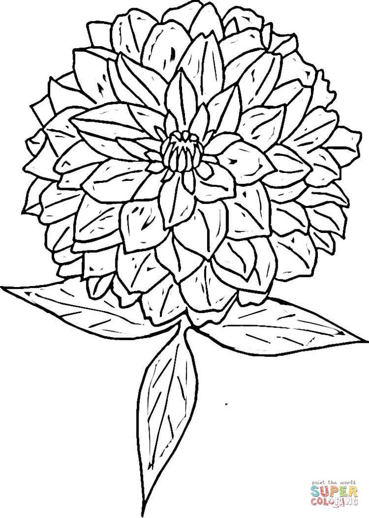 Zinnia coloring page free printable coloring pages flower coloring pages free printable coloring pages coloring pages