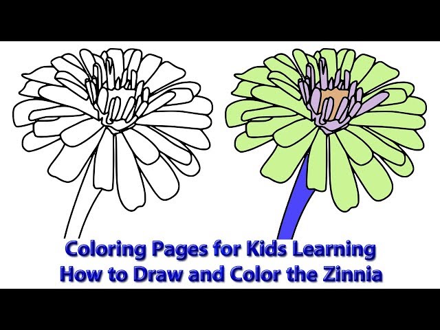 Coloring pages for kids learning how to draw and color the zinnia flower