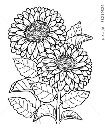 Gerbera flower coloring page for adults