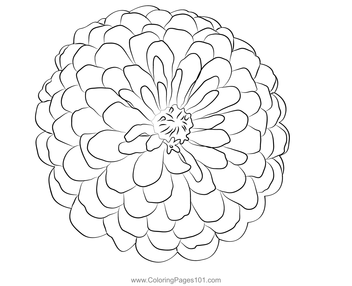 Zinnia coloring page for kids