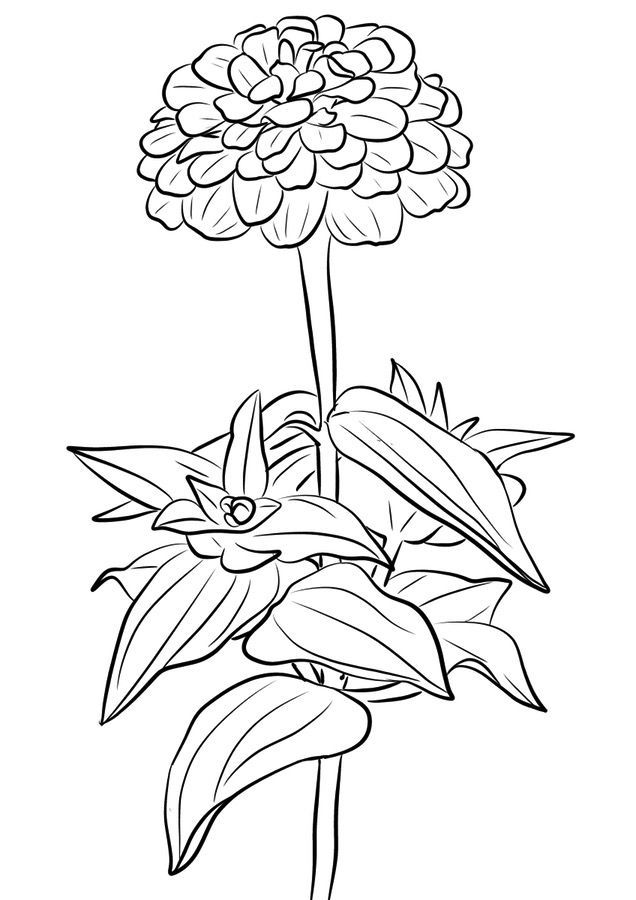Zinnia coloring pages