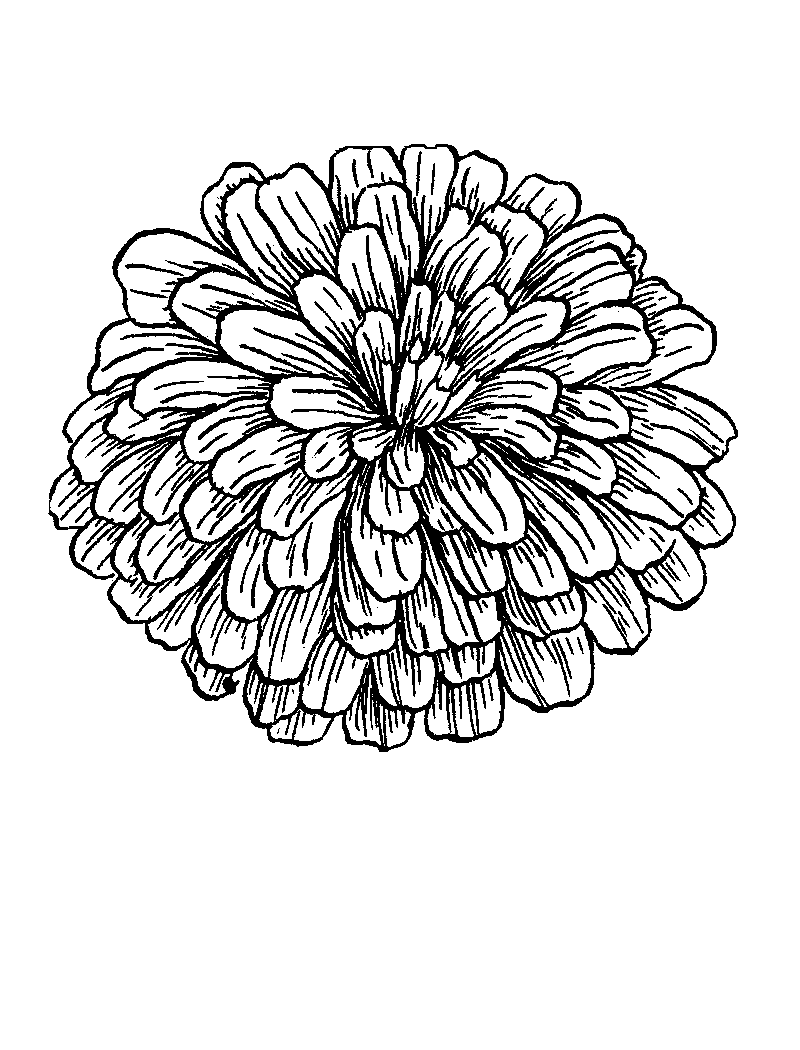 Zinnia coloring pages
