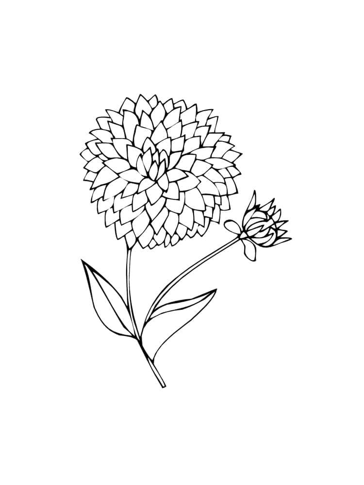 Free printable dahlia coloring page