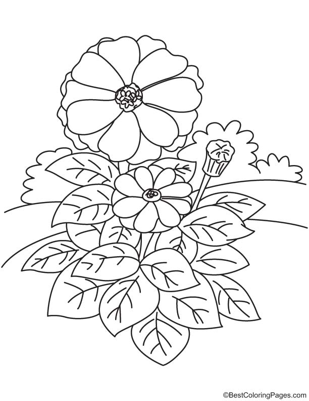 Garden zinnia coloring page download free garden zinnia coloring page for kids best coloring pages