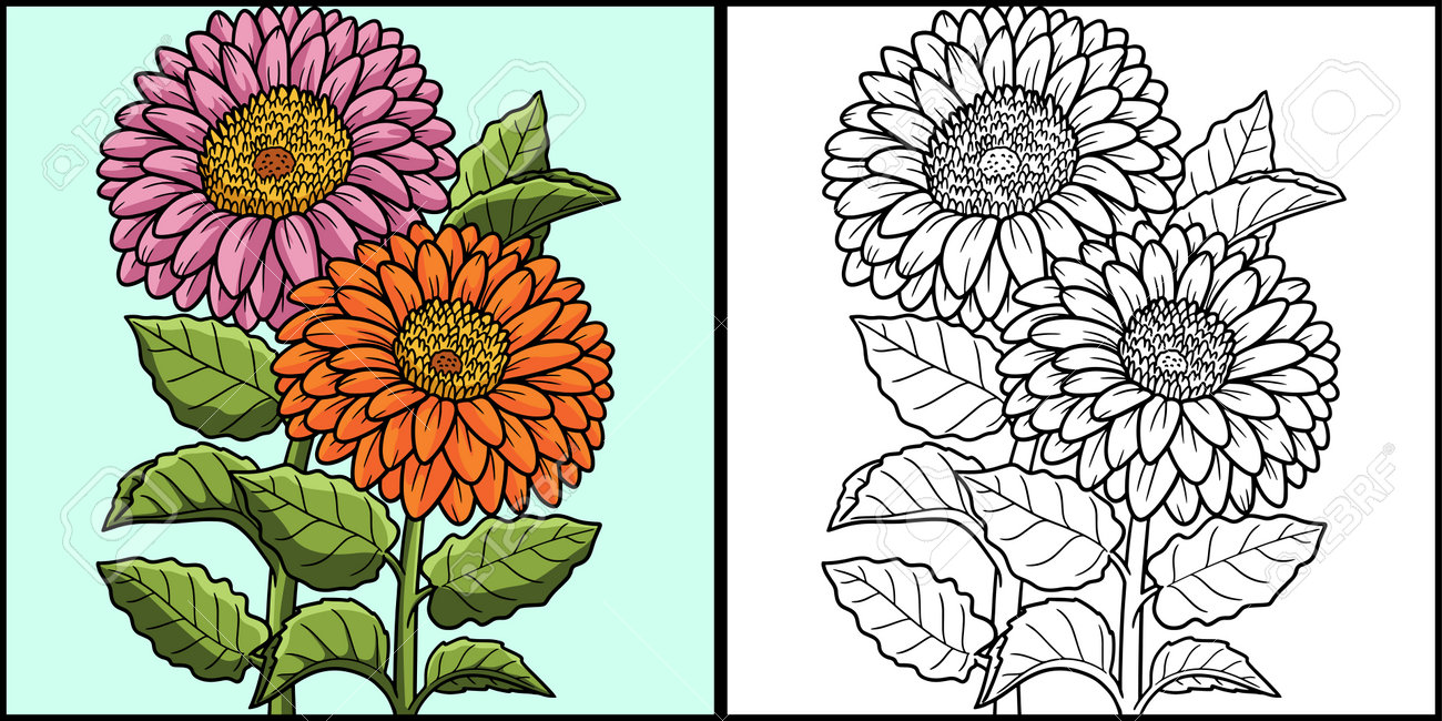 Gerbera flower coloring page colored illustration royalty free svg cliparts vectors and stock illustration image