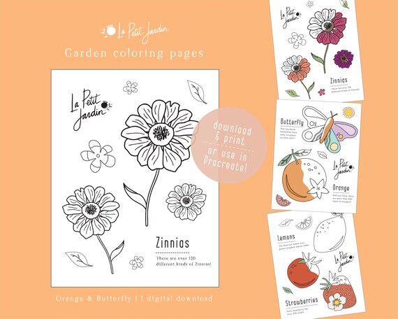 Zinnia flowers digital coloring page download
