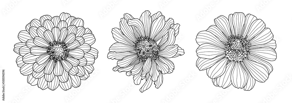 Vecteur three drawings of zinnia flower isolated on white backdrop element for design in line art style for greeting card wedding invitation coloring book