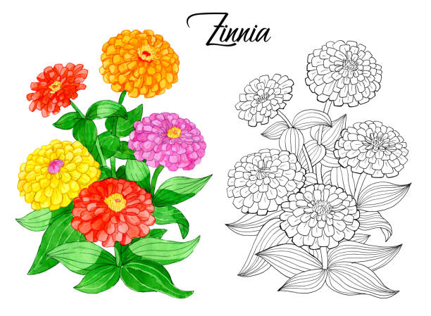 Drawing of beautiful zinnia flower stock illustration