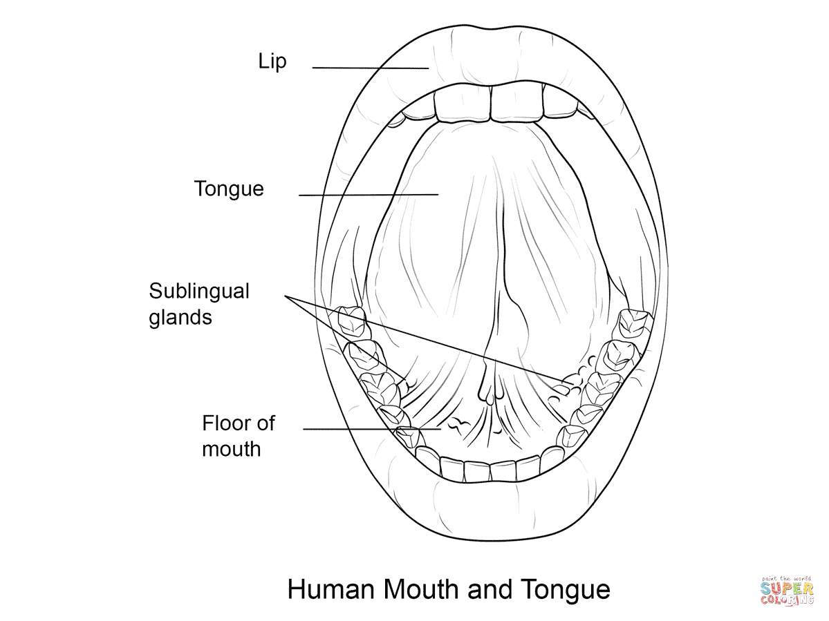 Human mouth and tongue coloring page free printable coloring pages human mouth free printable coloring pages free printable coloring