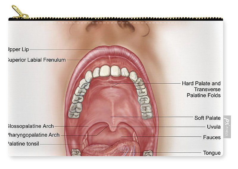Anatomy of human mouth cavity zip pouch by stocktrek images