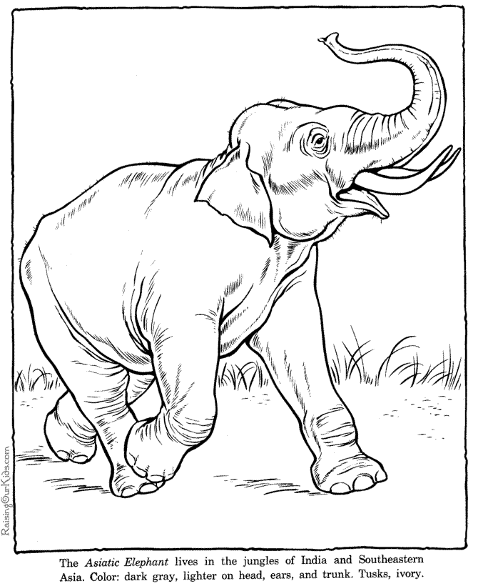 Zoo animals elephant coloring page
