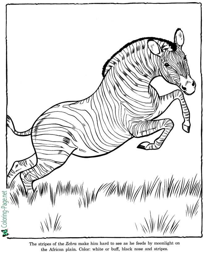 Zoo coloring pages