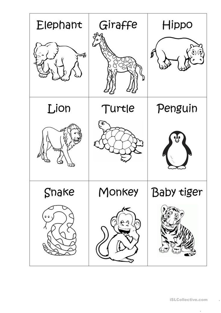 Zoo animals