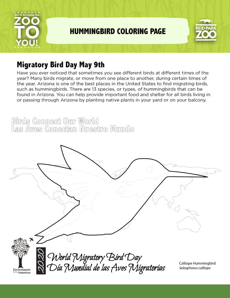 Activity pages migratory bird day word search coloring page reid park zoo