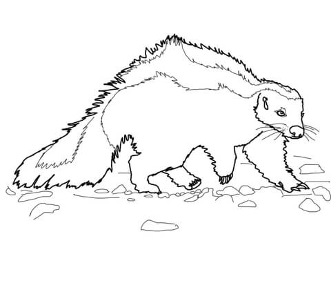 Dibujo de zorrino de la patagonia para colorear dibujos para colorear imprimir gratis