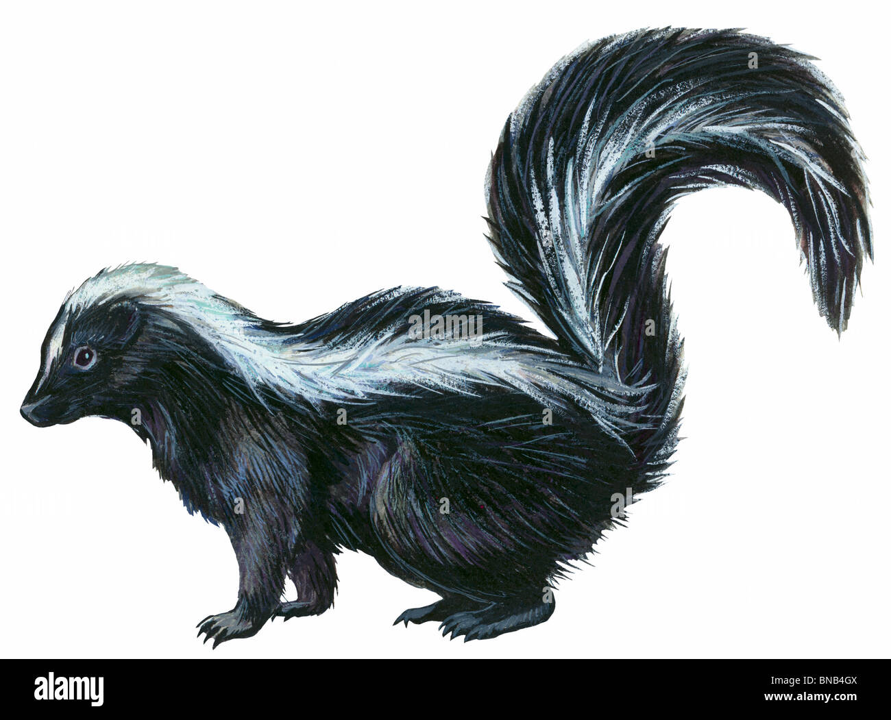 Illustrations skunks hi