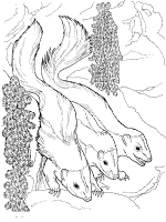 Skunks coloring pages