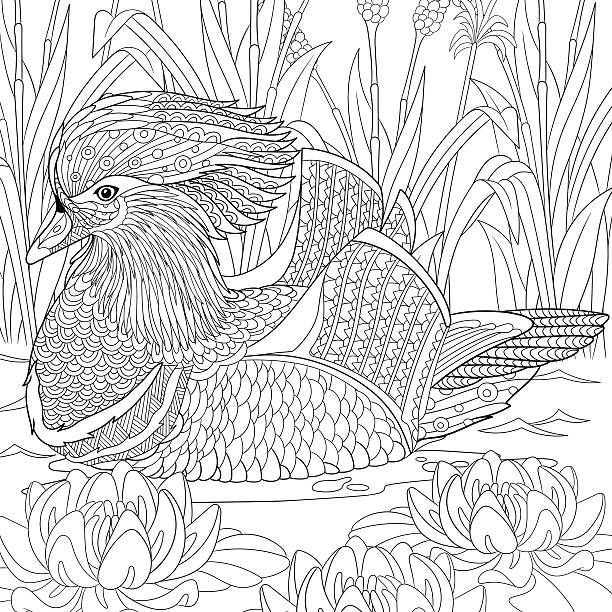 Adult coloring book illustrations royalty