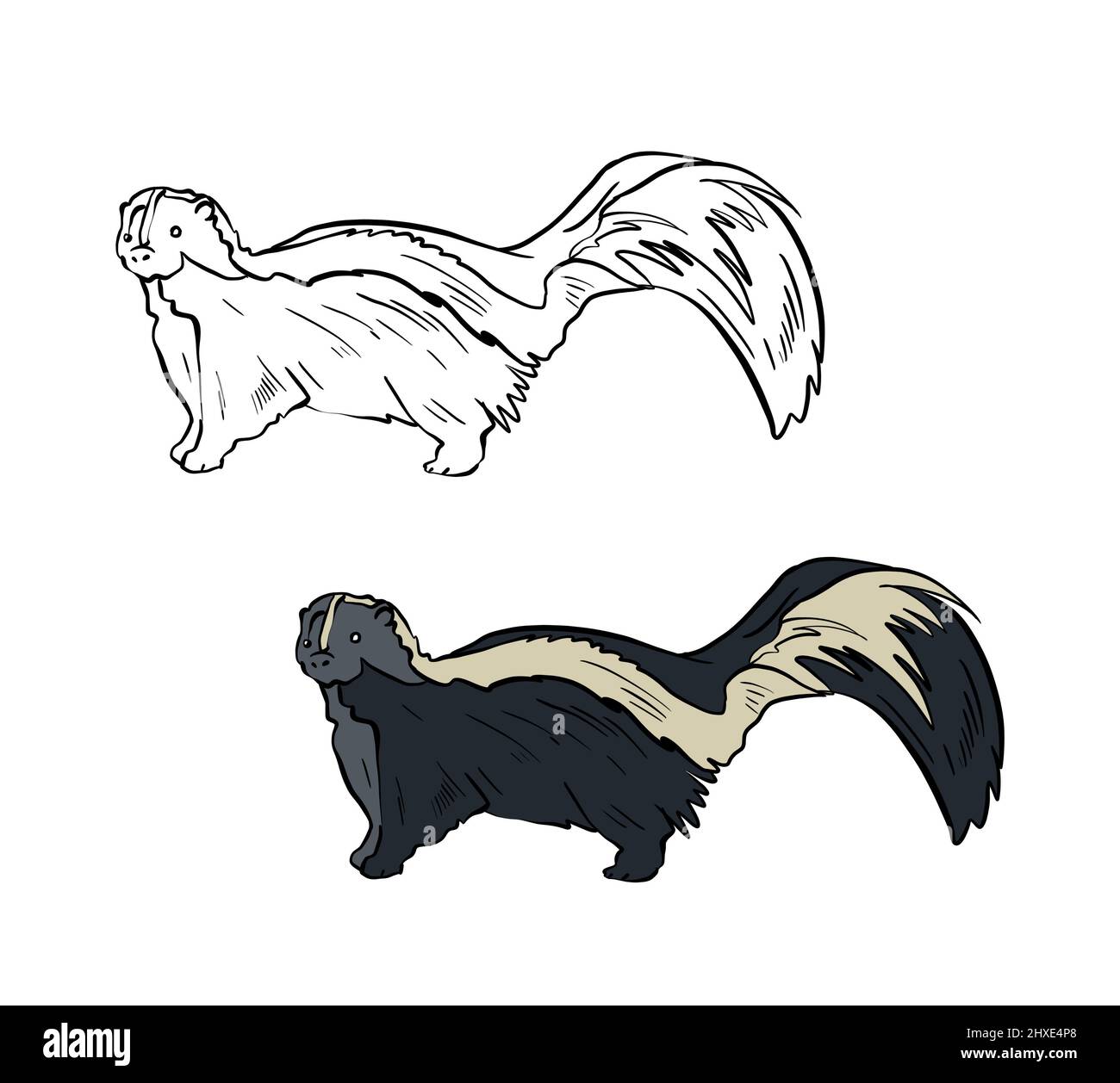 Skunk drawing hi