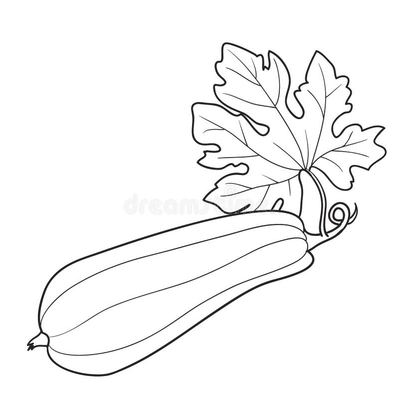Zucchini coloring stock illustrations â zucchini coloring stock illustrations vectors clipart