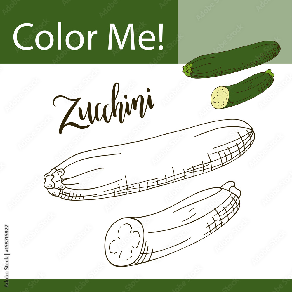 Education coloring page with vegetable hand drawn vector illustration of zucchini vector