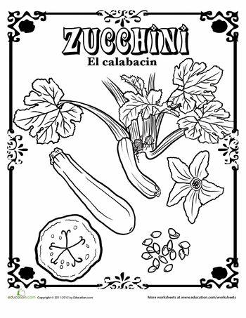 Zucchini in spanish worksheet education zucchini in spanish coloring pages spanish