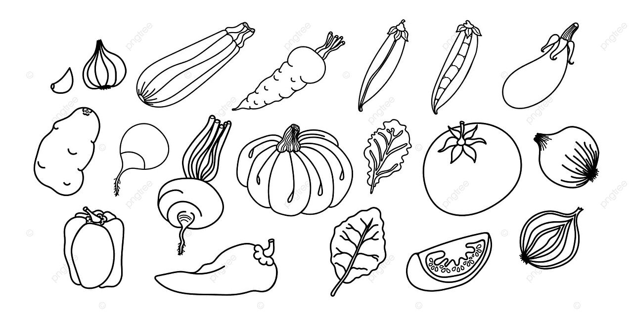 Hand drawn vegetable outlines or coloring pages zucchini bulb rustic vector ring drawing vegetable drawing color drawing png and vector with transparent background for free download