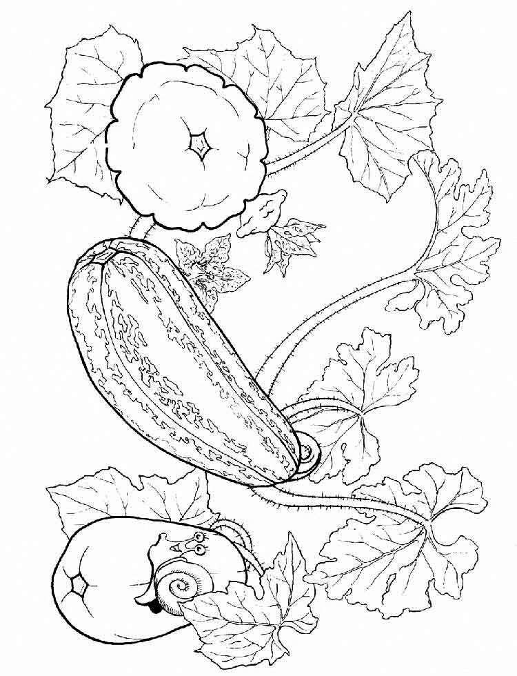 Squash coloring pages