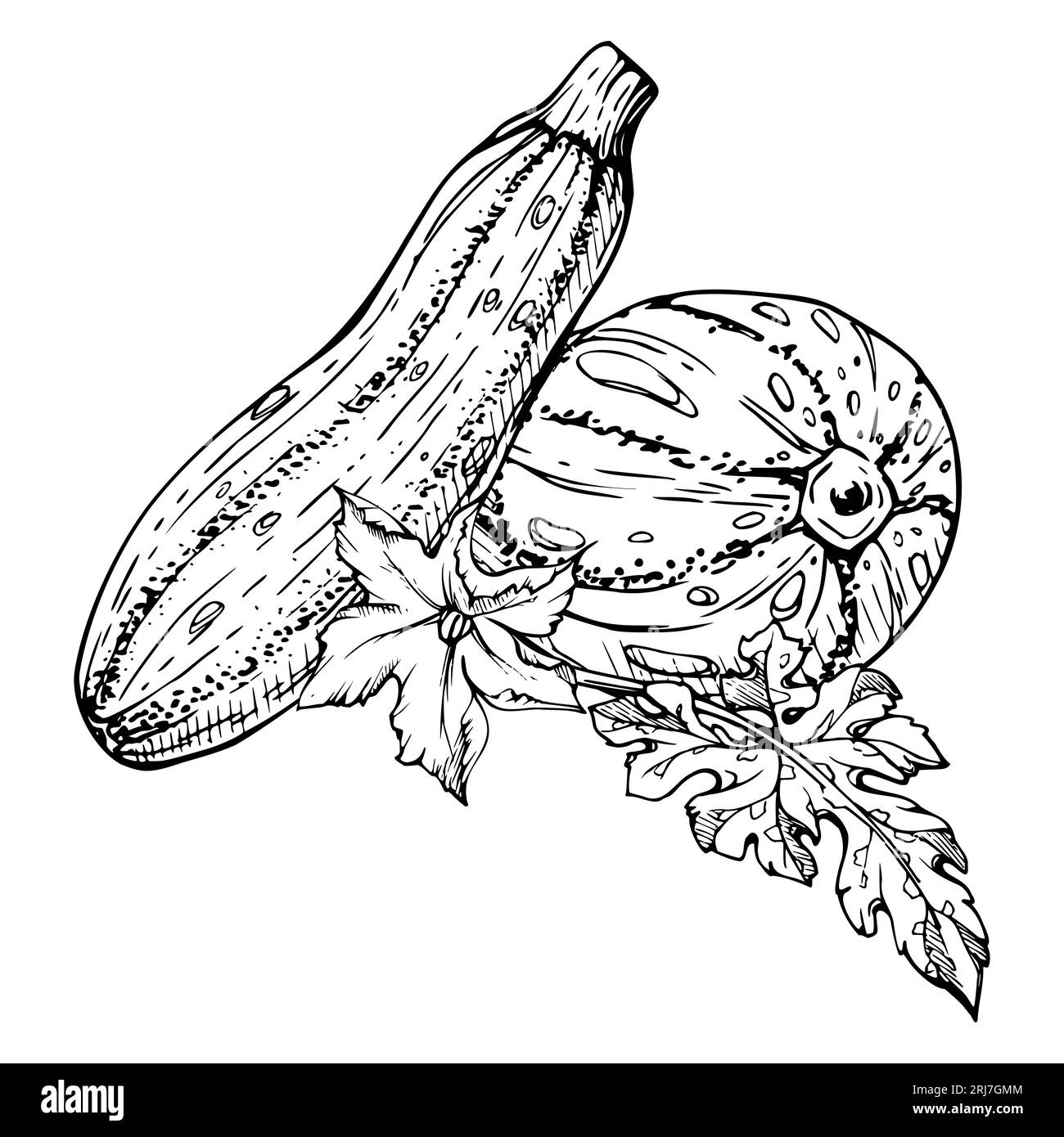 Hand drawn ink vector marrow zucchini gourd squash sketch illustration art for thanksgiving harvest farming isolated object outline design for stock vector image art