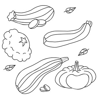Zucchini coloring page images