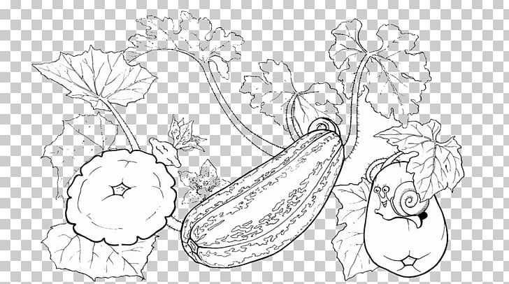 Drawing zucchini pattypan squash coloring book vegetable png clipart artwork black and white brussels sprout cucumber