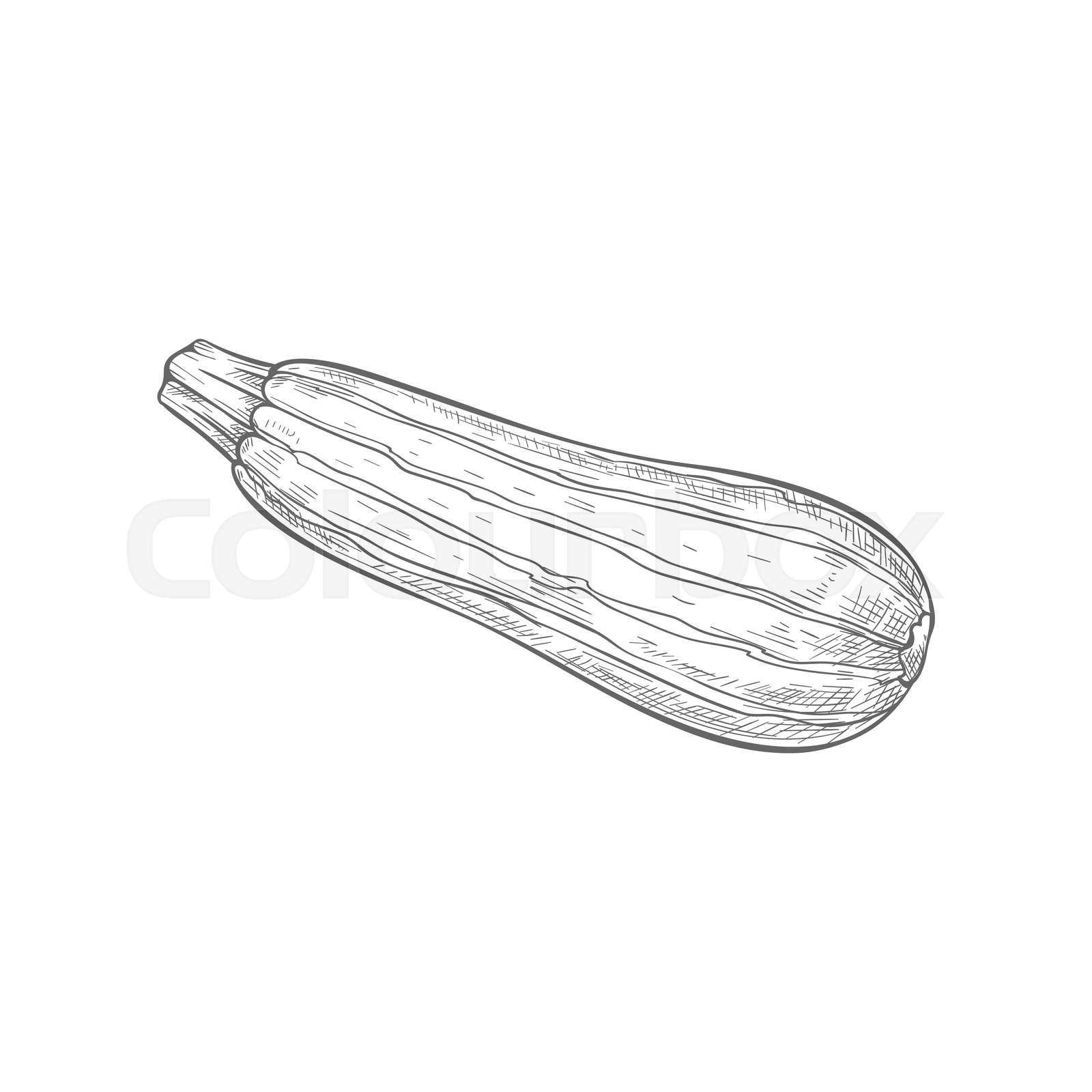 Whole zucchini or courgette isolated veggie sketch stock vector